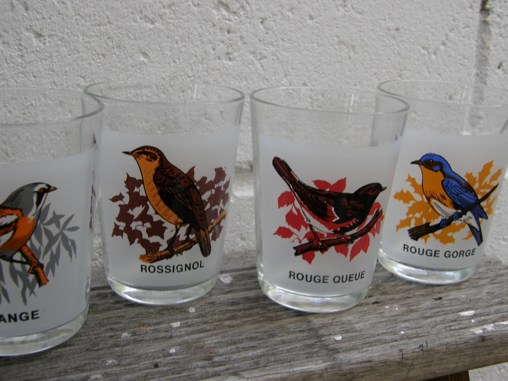 bird glasses