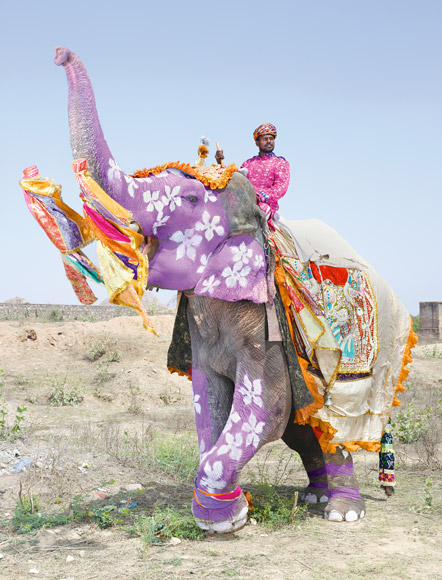 Charles Freger Painted Elephants