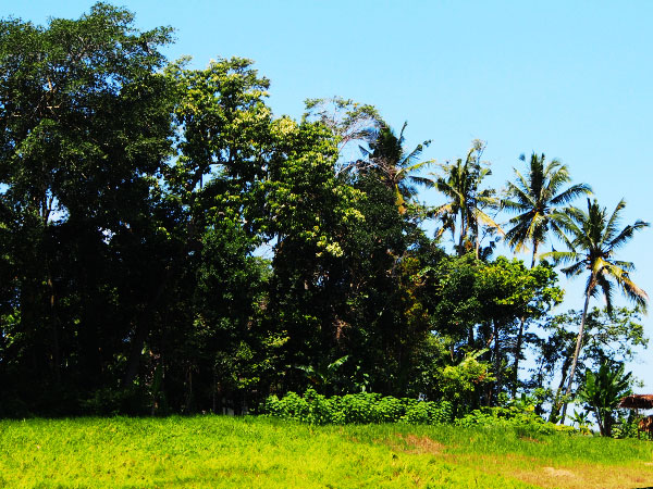 bali-view