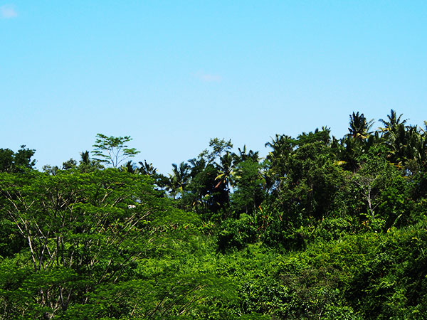 maya-trees