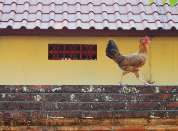 ubud-november-5
