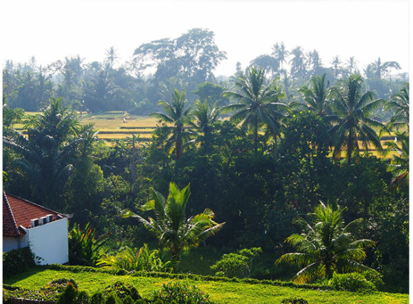 ubud-november