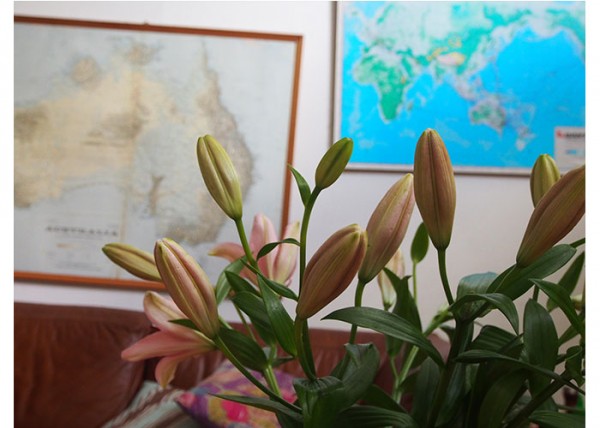 lillies