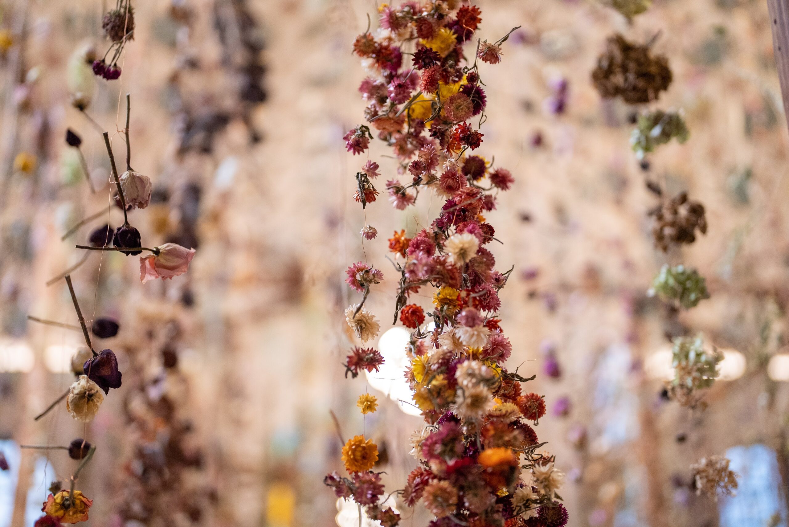 dried flowers strung in lengths from the ceiling to create a beautiful exhibit
