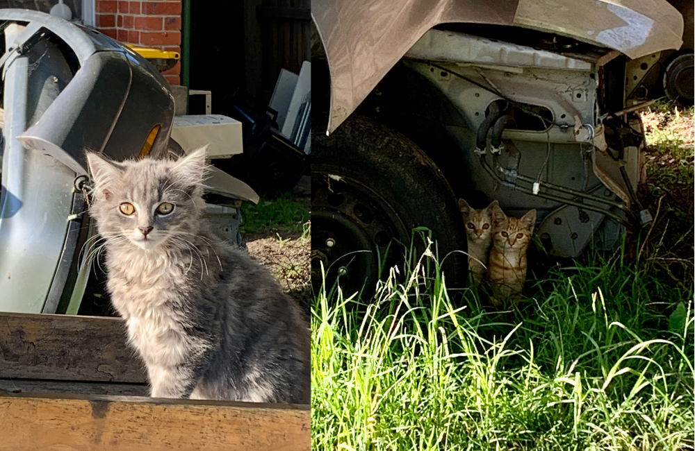 LtoR: A grey stray kitten, a ginger and a blonde stray kitten. They are extremely cute.