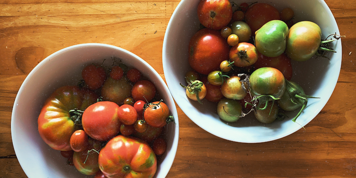 two white bowls filled with homegrown tomatoes