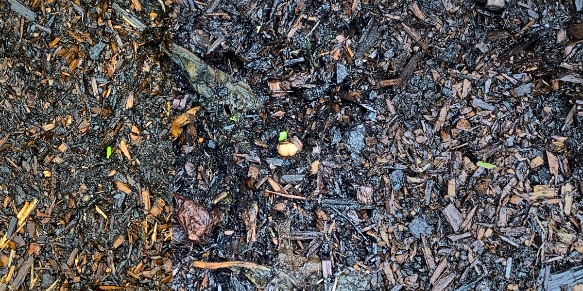 Photos of soil with tiny shoots peeping through