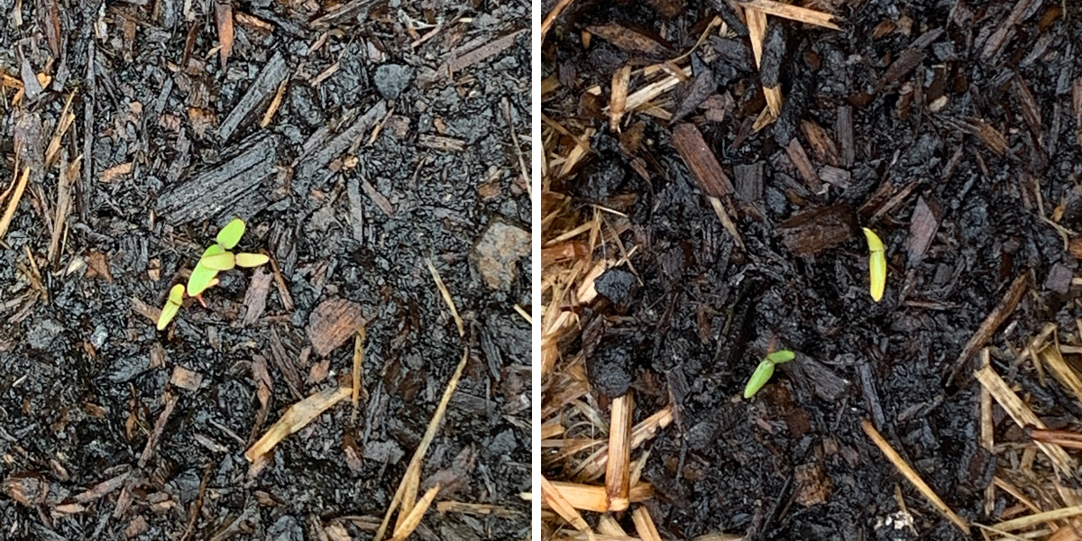 Photos of soil with tiny shoots peeping through