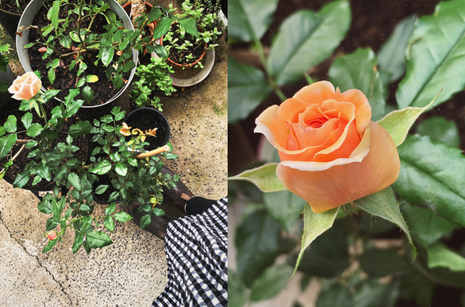 Some pot plants and an apricot coloured rose