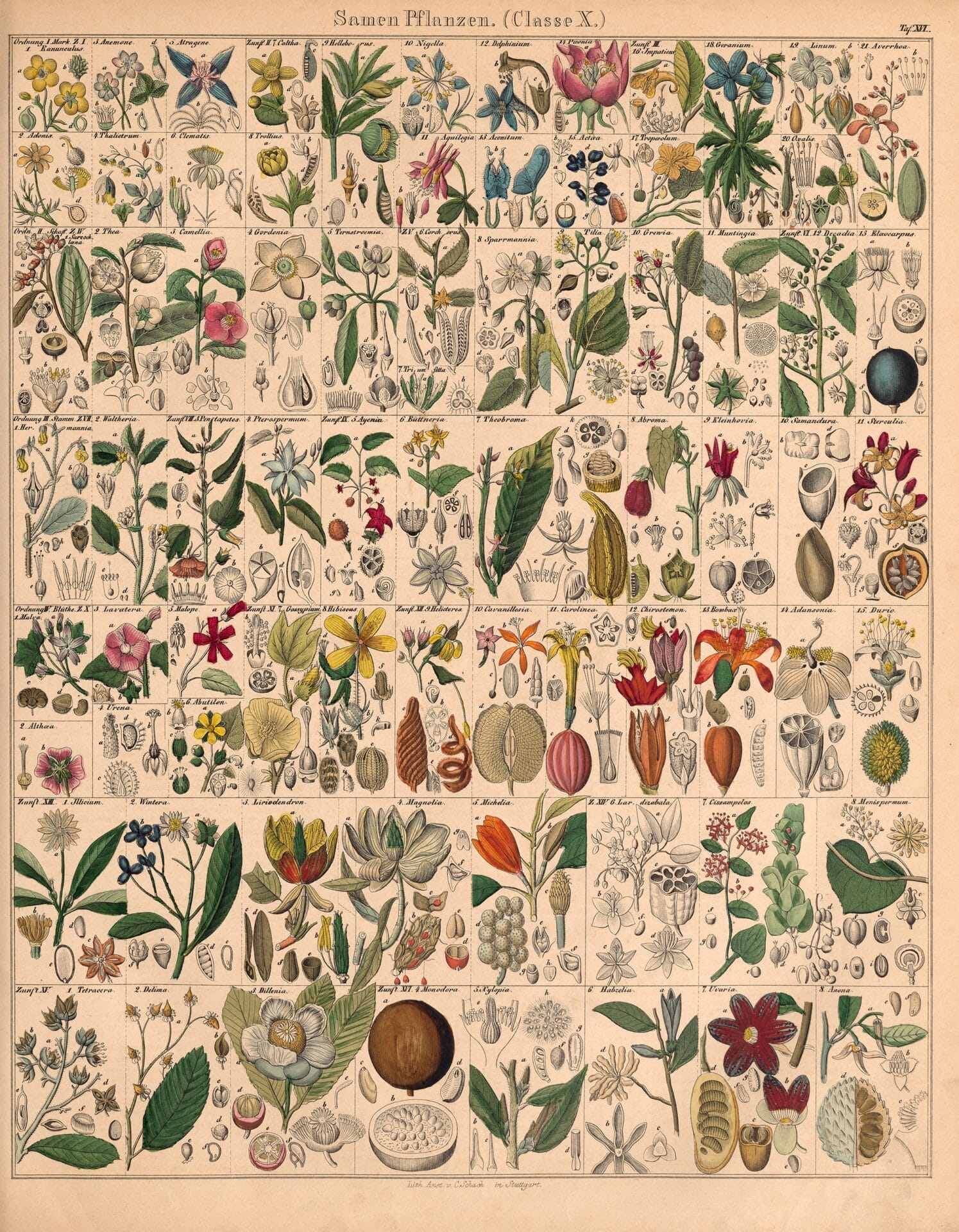 Vintage Natural Atlas illustration