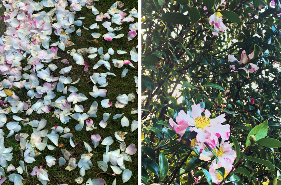 Fawkner flowers