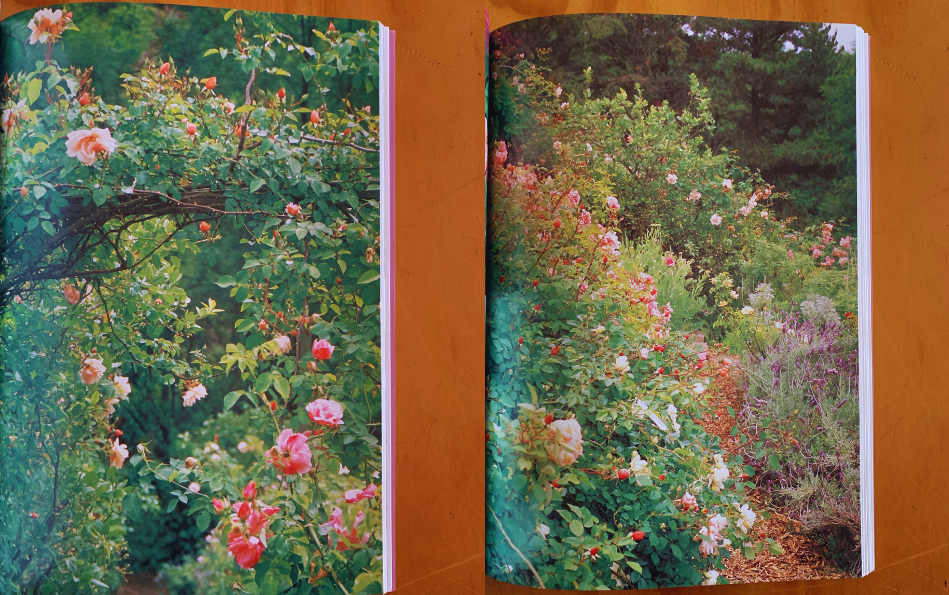 Pages from Let The Garden Go by Cheryl Maddocks