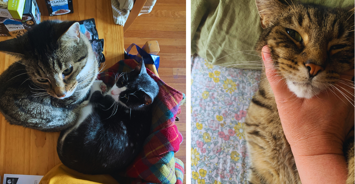 L/ two cats and R/ one tabby cat
