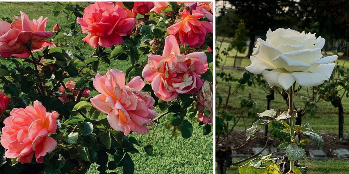 Cemetery roses in pink and white