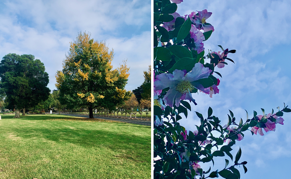 L/ An autumnal tree and lawn R/ a Camellia tree