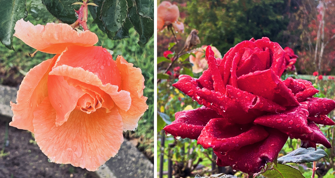 Two roses - one apricot and one red - weighed down the raindrops