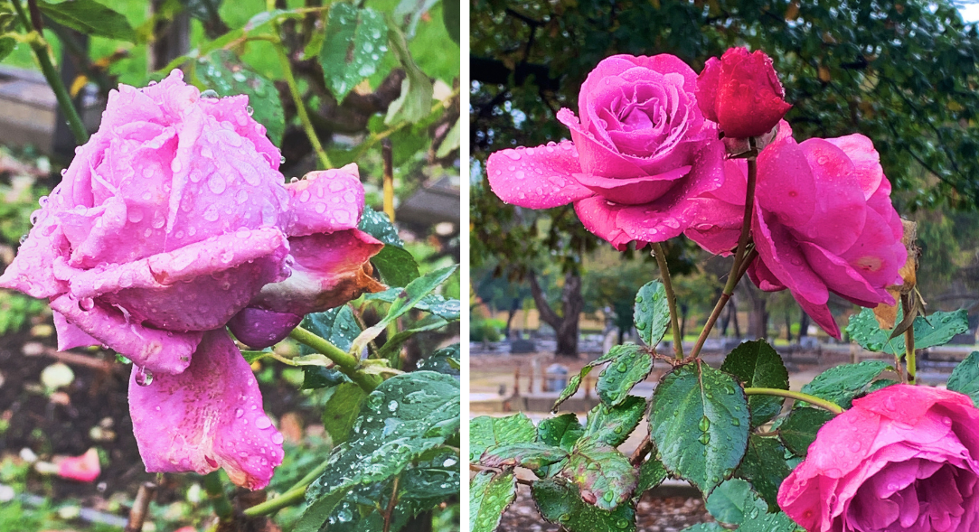 Two pink roses weighed down the raindrops