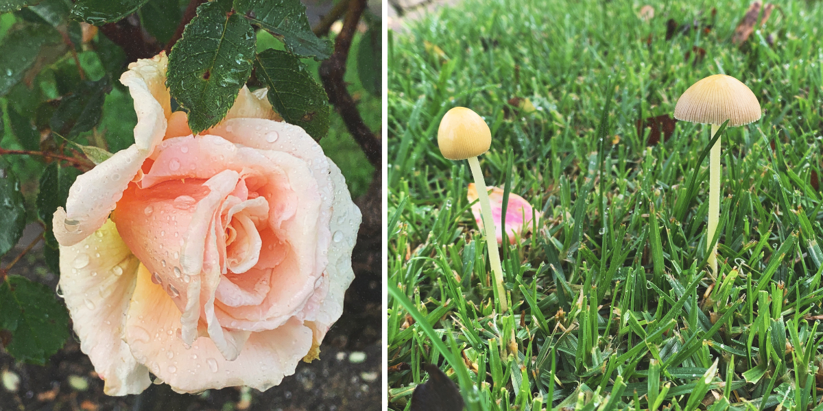 L/ A pale peach coloured rose R/ some little mushrooms peeping out of the lawn
