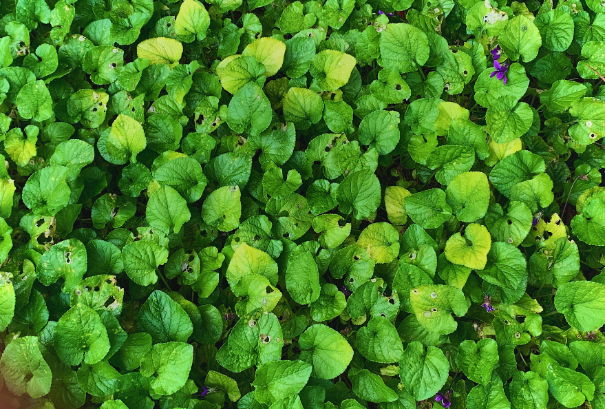A garden bed filled with violets