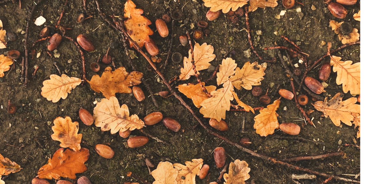 Autumn leaves and acorns