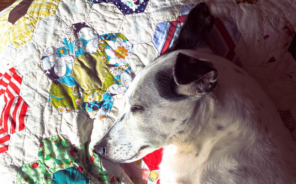 A sleeping dog (he's a fox-terrier x Jack Russell)