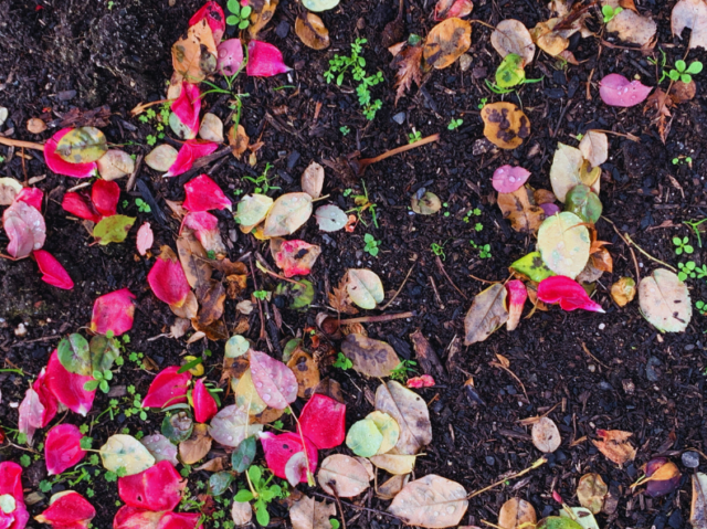 Rose petals on the ground