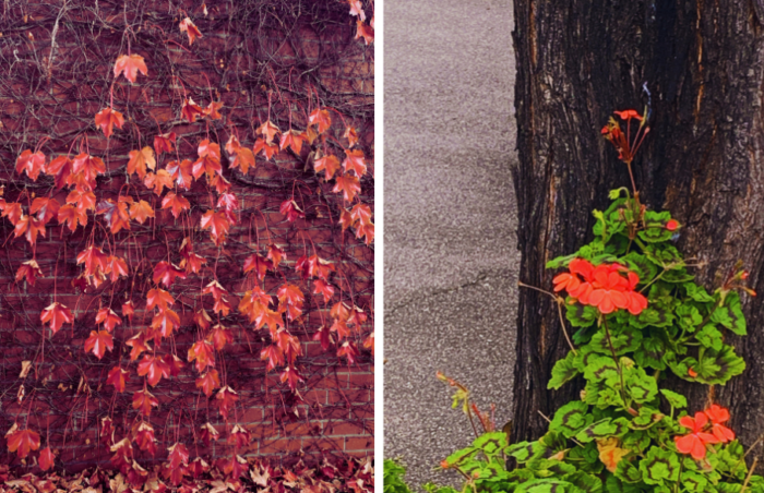 Street scenes of plants and leaves in Brunswick West