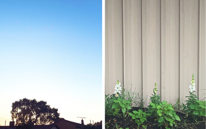 L/ Fawkner skyline, R/ Snapdragons in a flowerbed