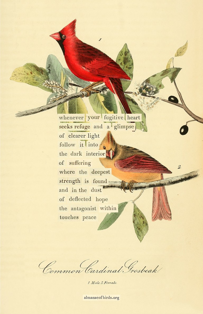 Maria Popova's bird poetry
