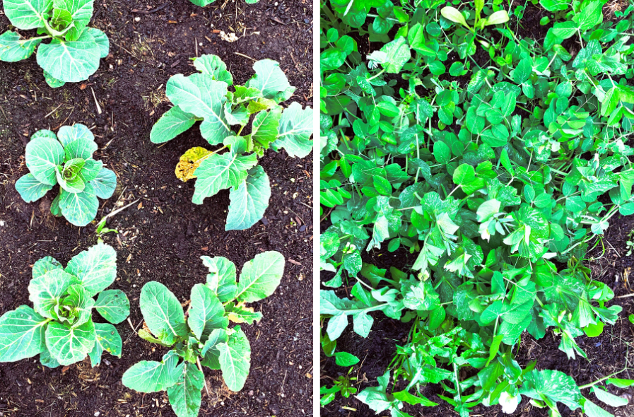 growing cauliflowers and beans and peas