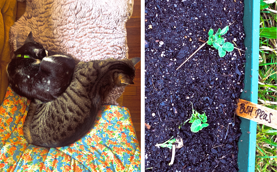 l/ two cats snuggling r/ growing peas