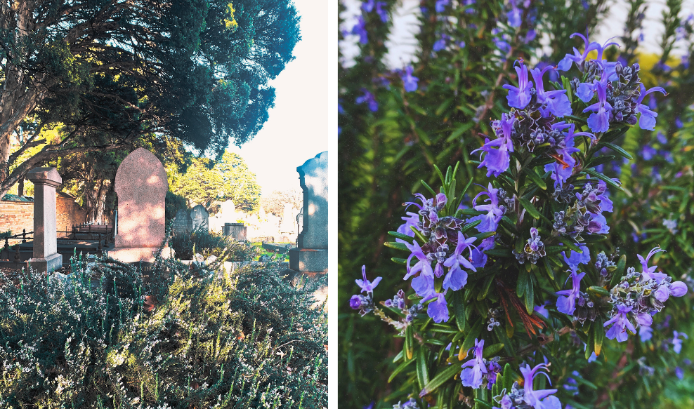 L/ Fawkner cemetery rosemary R/ Neighbourhood rosemary plant