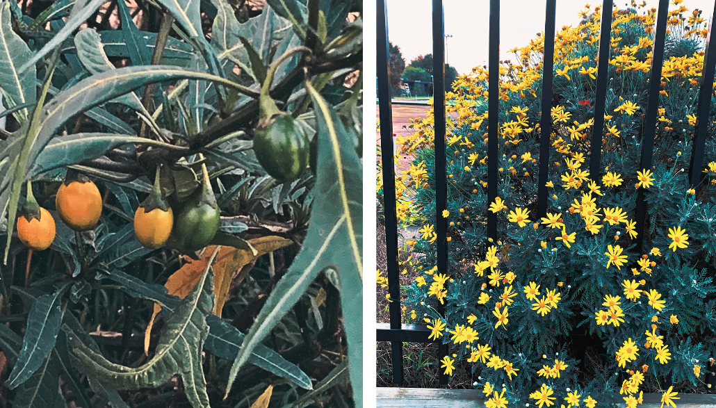 Neighbourhood plants