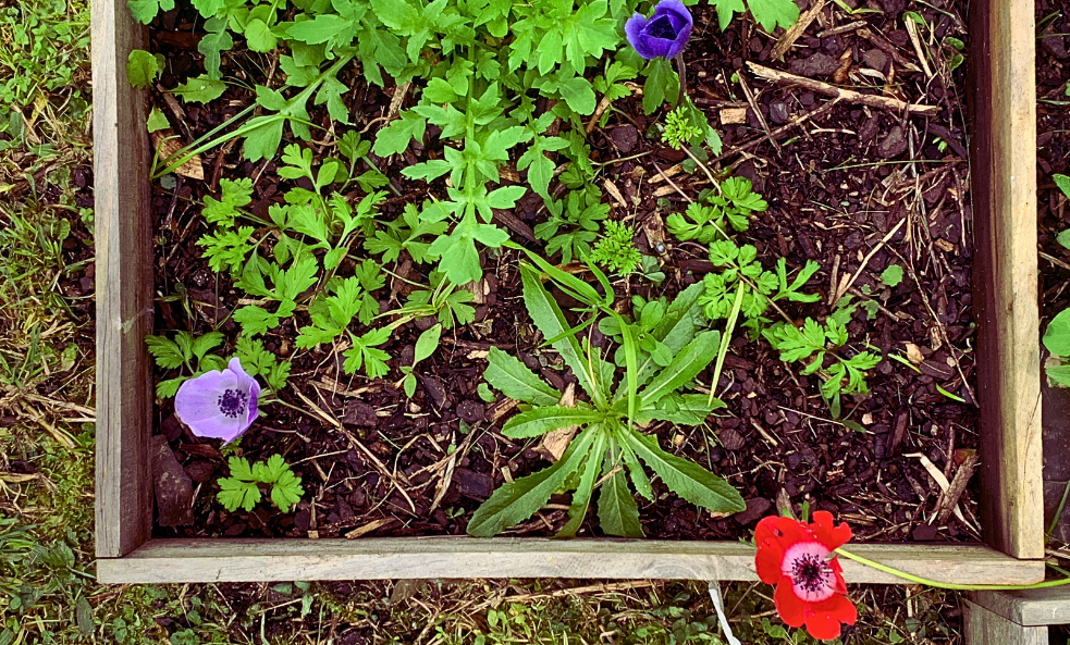 Ranunculus in my garden
