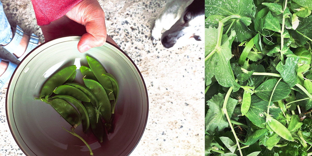 ELEVEN SNOW PEAS