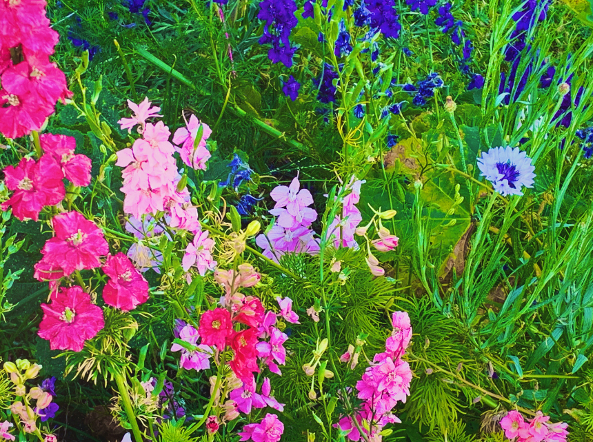 Pip's garden: Cornflowers and delphiniums 