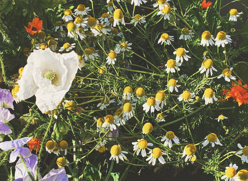 Pip's garden: Poppies and sweet peas and chamomile flowers