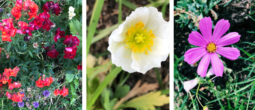 Pip's flower garden