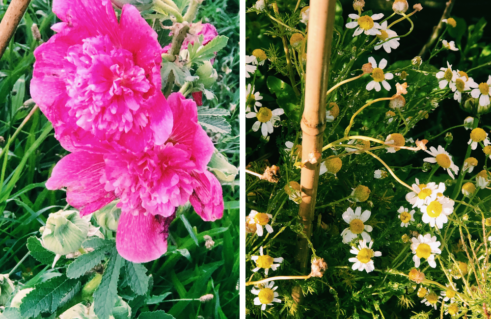 Pip's flower garden