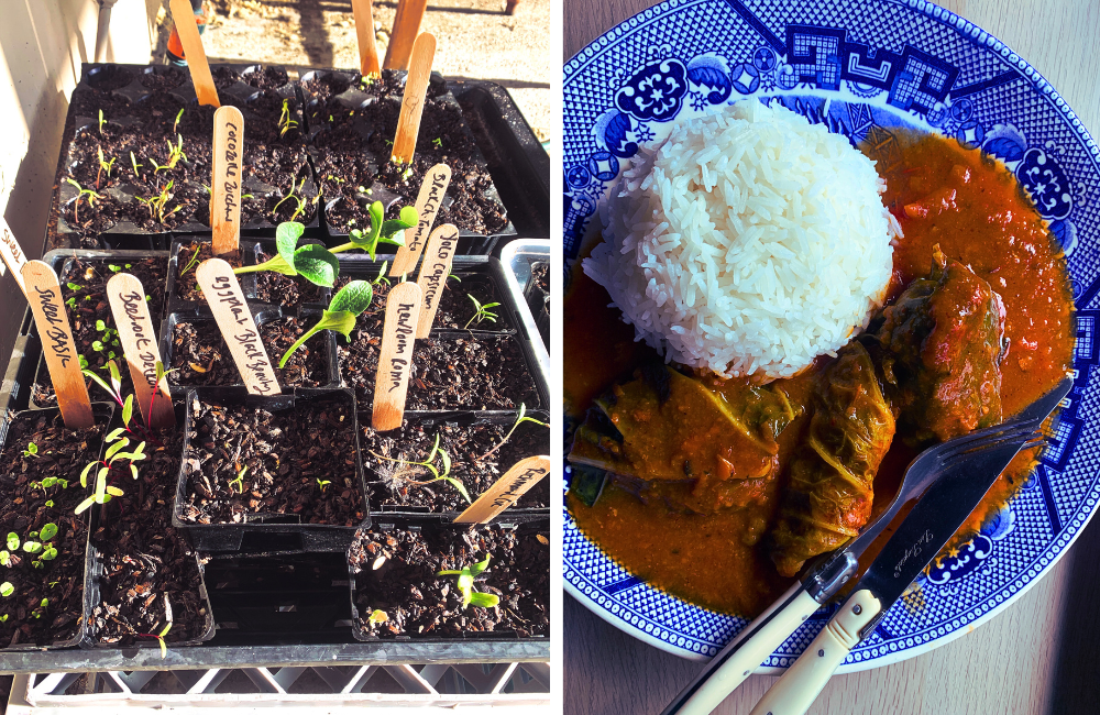L/ Seedlings and R/ Silverbeet curry