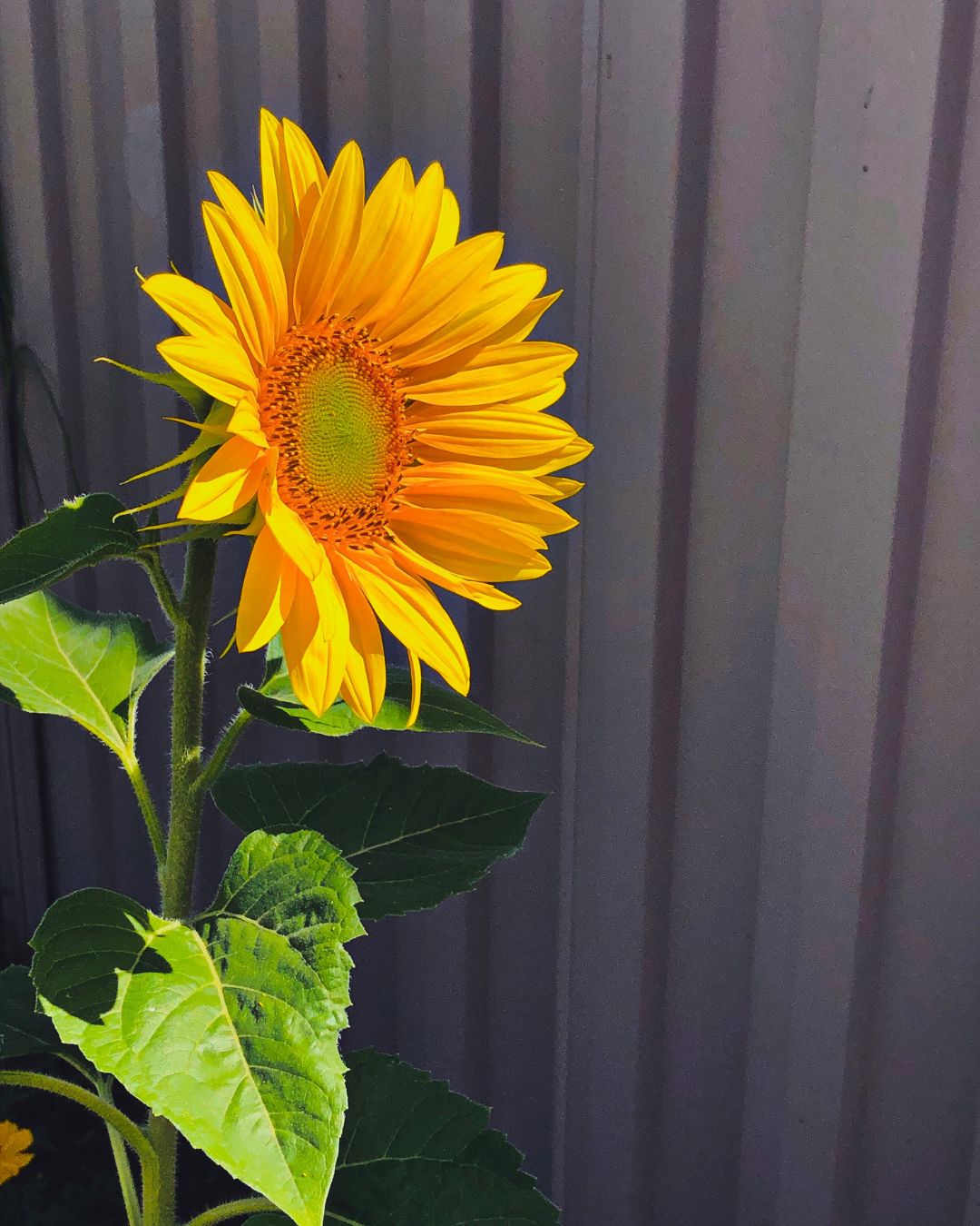 Flowers in my garden