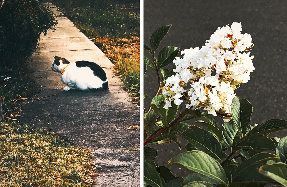 Scenes from my walk: L/ Cat with yellow collar R/ Pretty white bloom