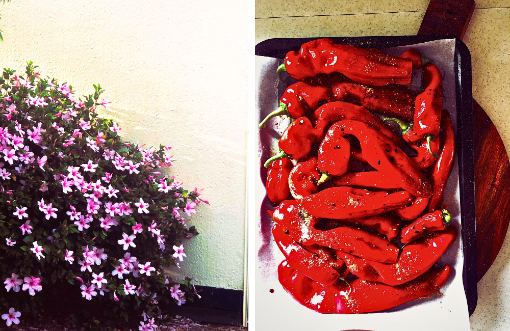 L/ Hibiscus in my neighbourhood R/ Peppers ready for roasting