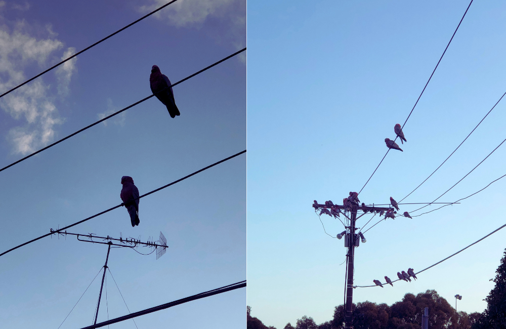 Scenes from an early morning walk (before I got sick!)