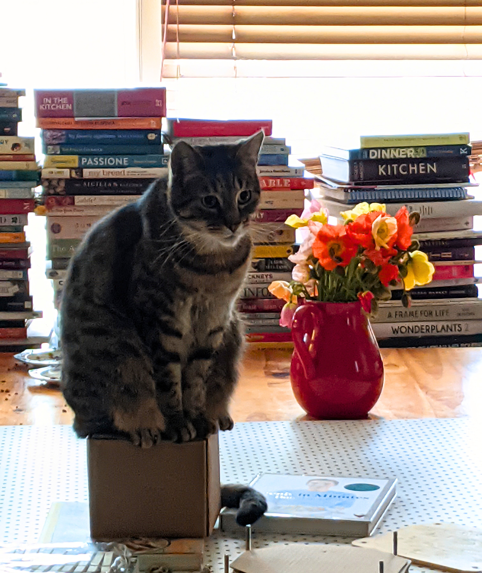 Chippy the balancing cat