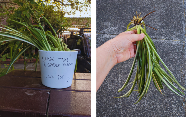 Spider plant giveaway - as seen on a morning walk
