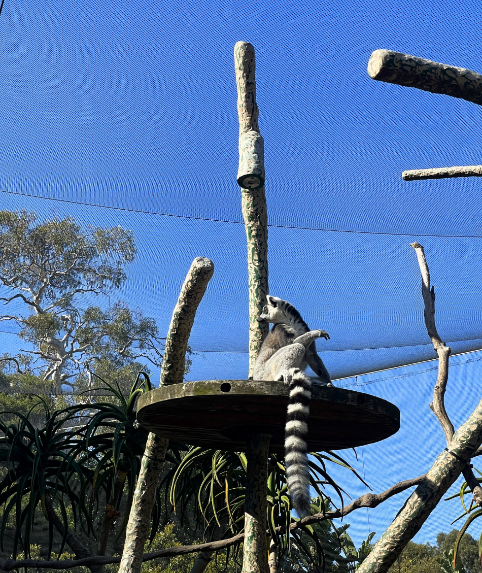 A lemur at the zoo