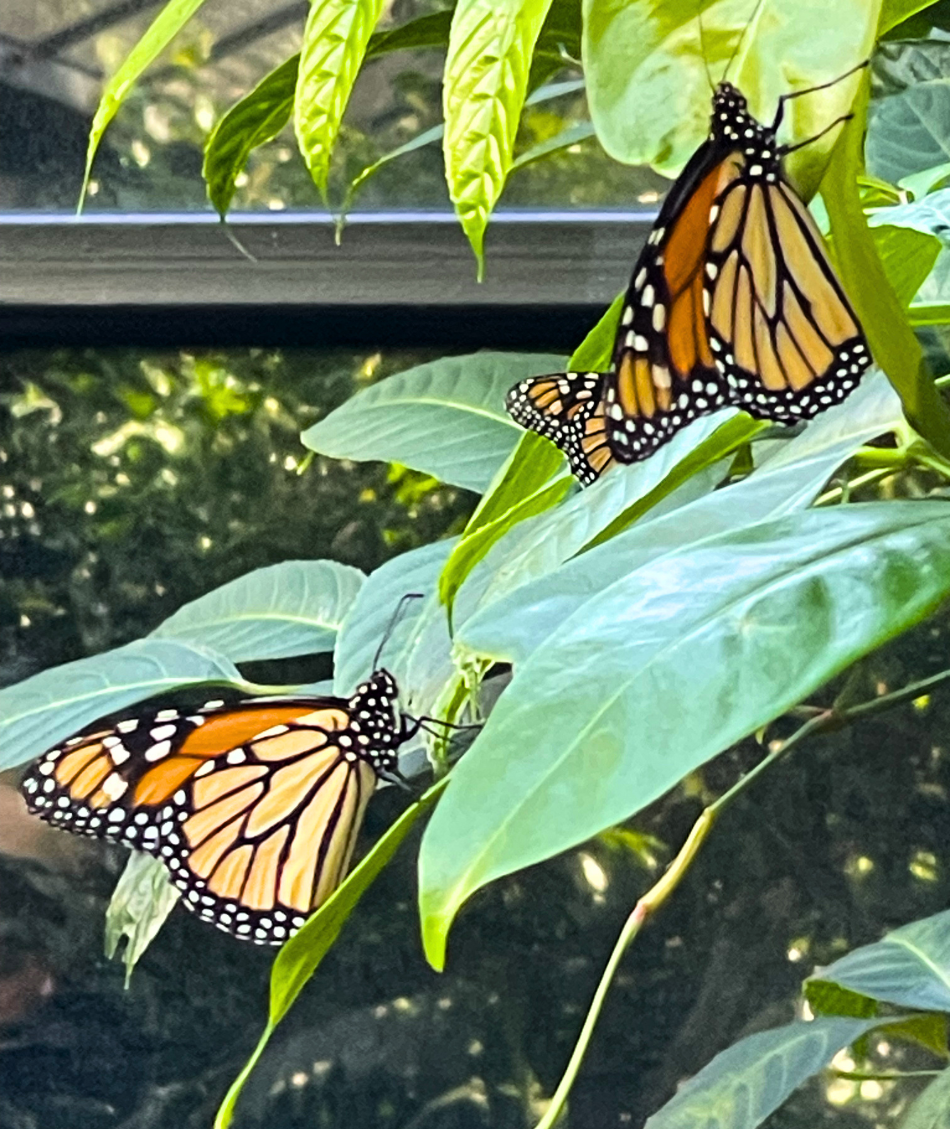 Butterflies at the zoo