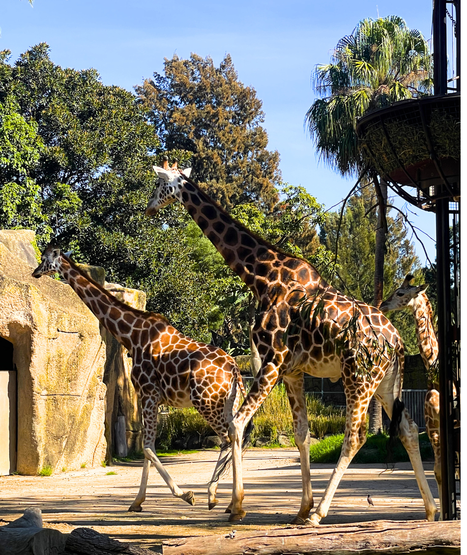 Giraffes at the zoo