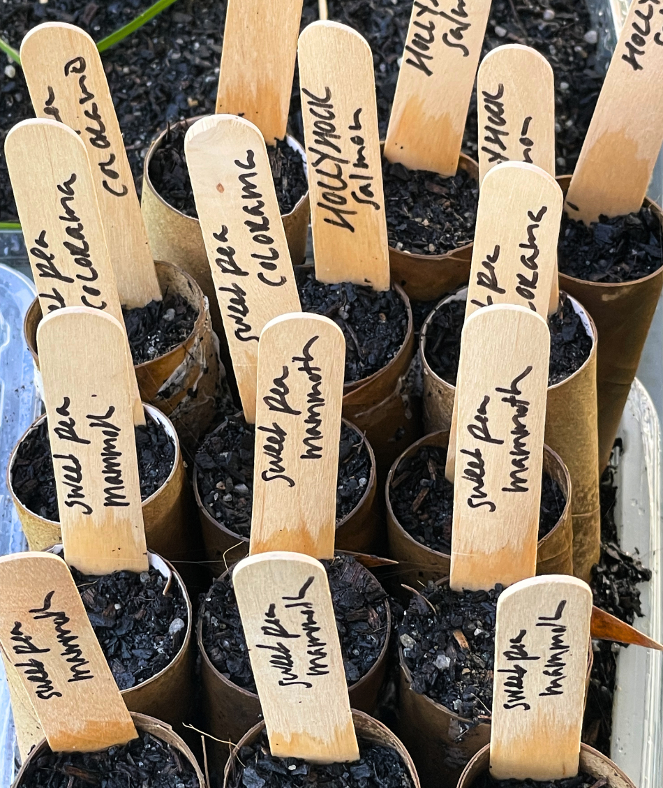 Sowing seeds